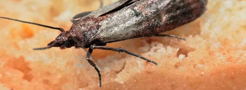 Naturalne repelenty na mole