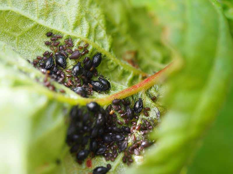 Domowe preparaty na szkodniki