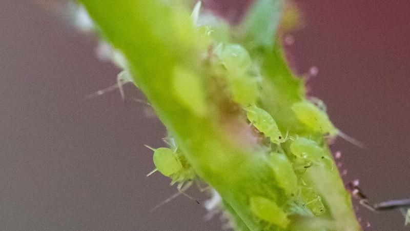 Metody walki z mszycami