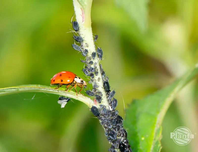 Rośliny odstraszające mszyce