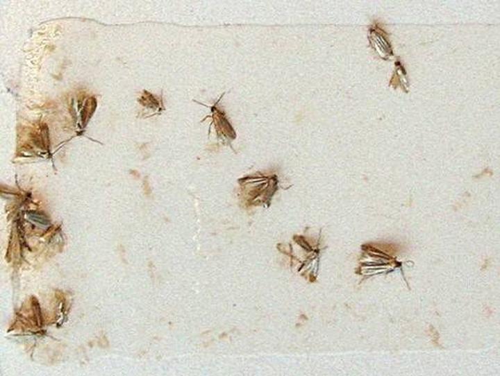 Środki chemiczne na mole