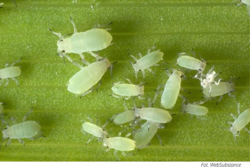 Zrównoważony rozwój w ogrodzie