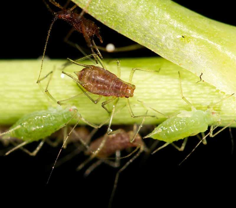 Chemiczne środki na mszyce