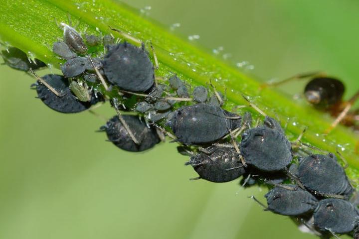 Ochrona roślin przed mszycami