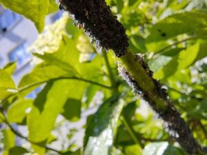 Skuteczne metody na efektywne zwalczanie mszyc w domu – pozbądź się ich z kwiatów i ziemi raz na zawsze!