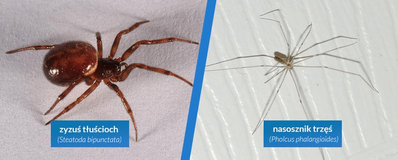 Naturalne metody zwalczania szkodników