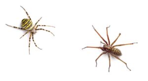 Jak skutecznie radzić sobie z małymi białymi pajączkami i czerwoną larwą w domu?