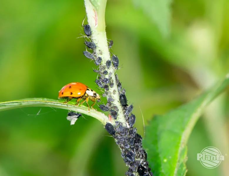 Groźne dla roślin doniczkowych
