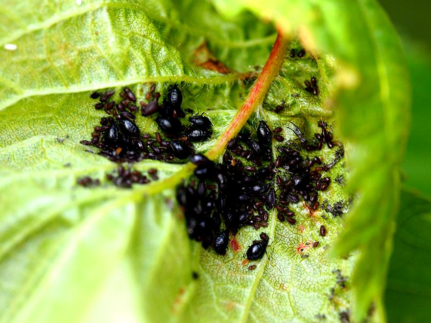 Jak pozbyć się mszyc