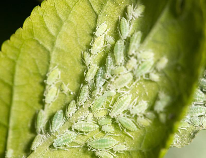 Naturalne metody oprysków