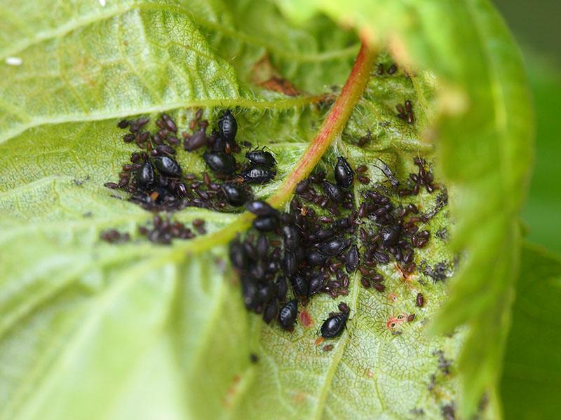 Pielęgnacja kwiatów