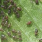 Jak skutecznie pozbyć się mszyc z roślin doniczkowych na dobre? Oto sprawdzone metody!