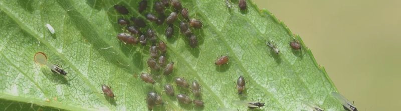 Jak skutecznie pozbyć się mszyc z roślin doniczkowych na dobre? Oto sprawdzone metody!
