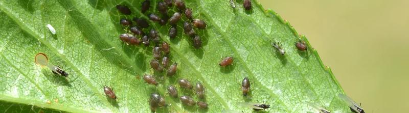 Jak skutecznie zwalczyć mszyce? Domowe opryski i wskazówki dotyczące pielęgnacji kwiatów