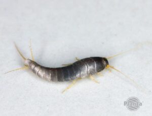 Rozpoznaj robaki w domu – przewodnik po najczęstszych gatunkach domowych szkodników